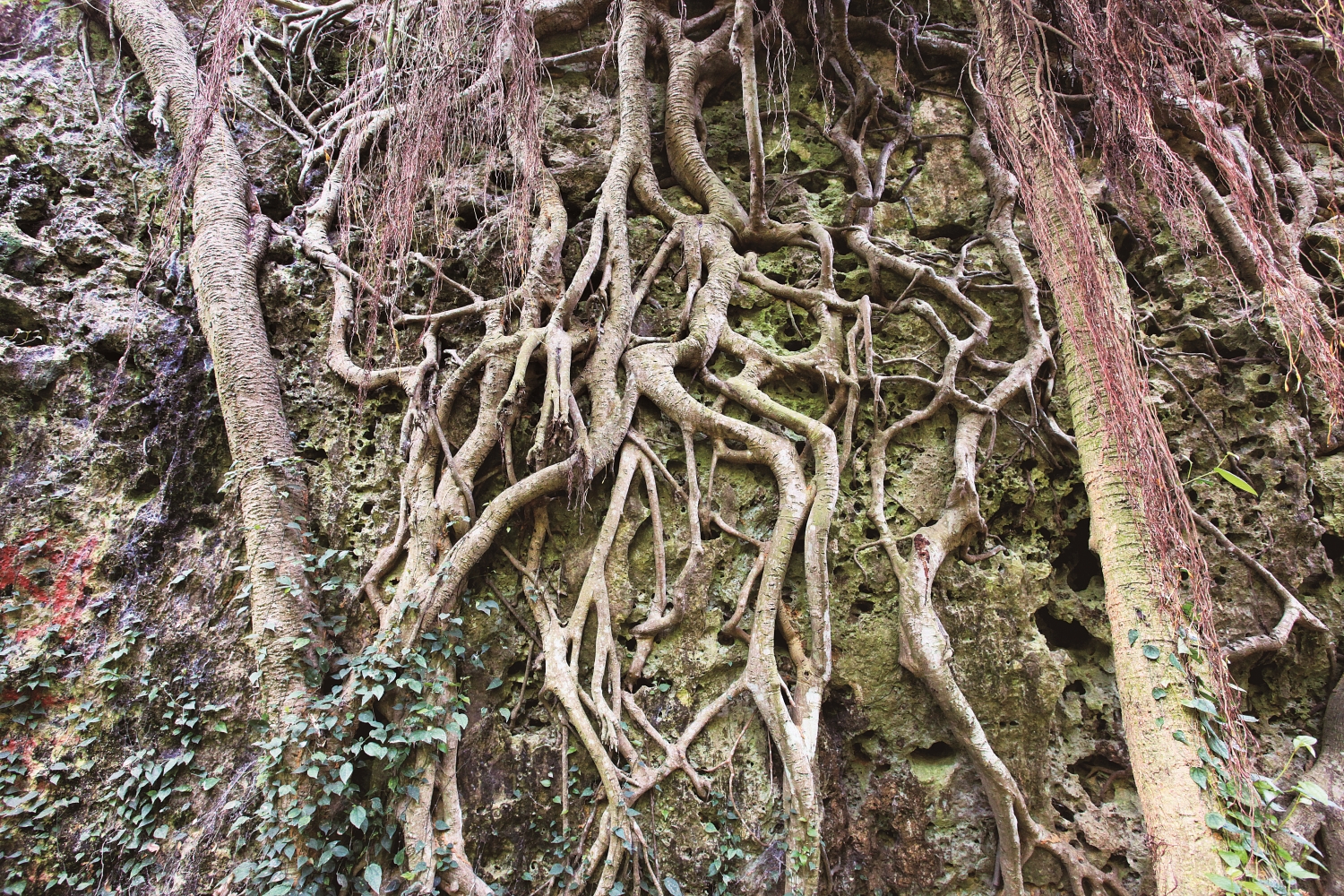緊密攀覆在礁岩上的樹根展現植物緩慢但強韌的生命力/自管處 提供