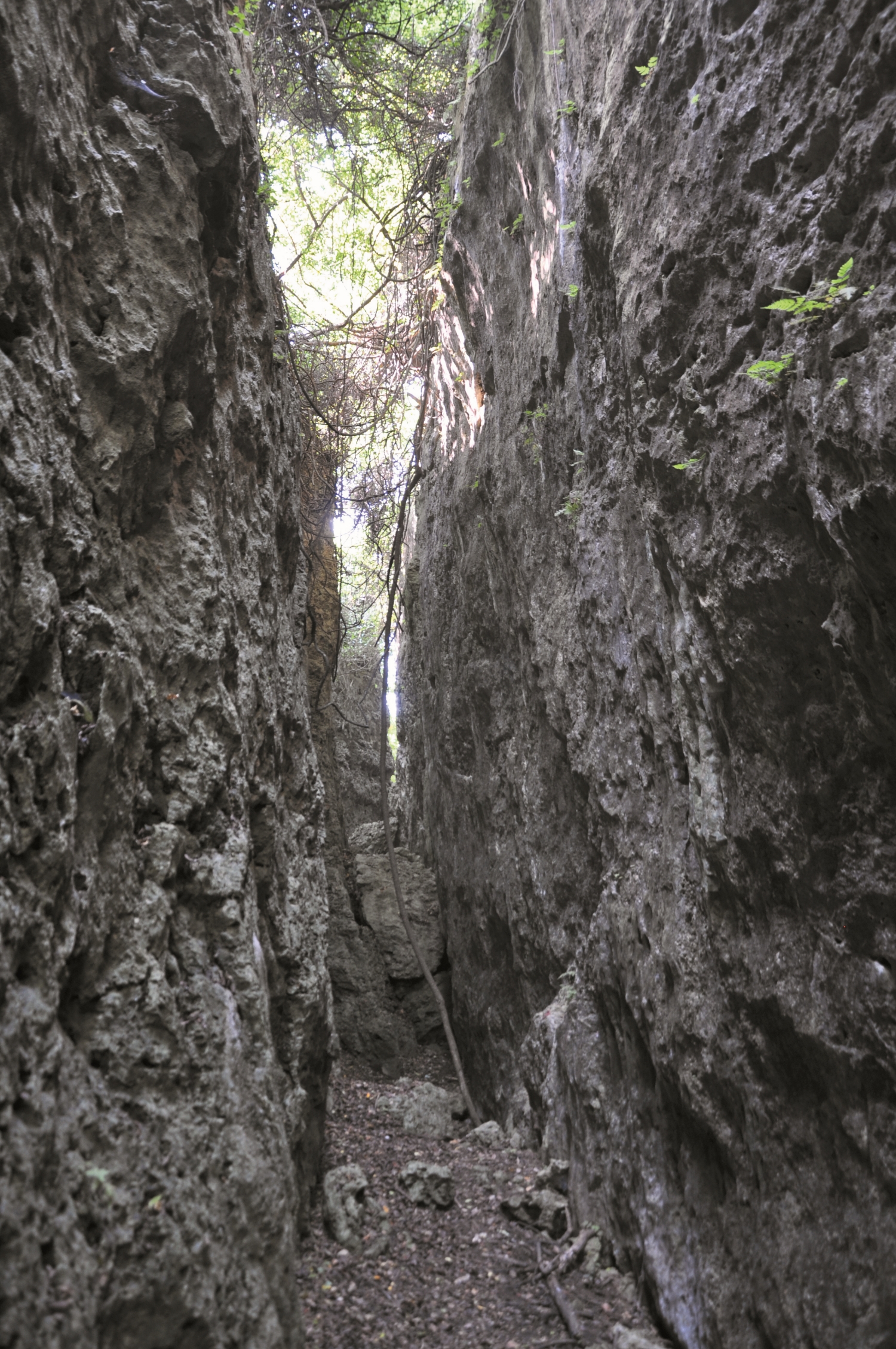 壽山大峽谷/自管處 提供