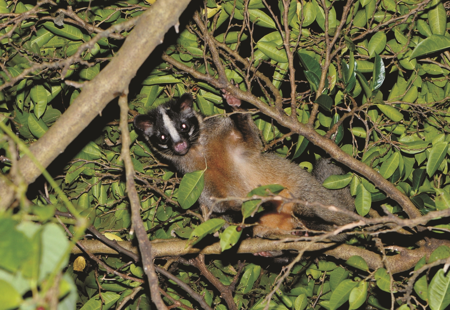 白鼻心/自管處 提供(許志遠 攝)