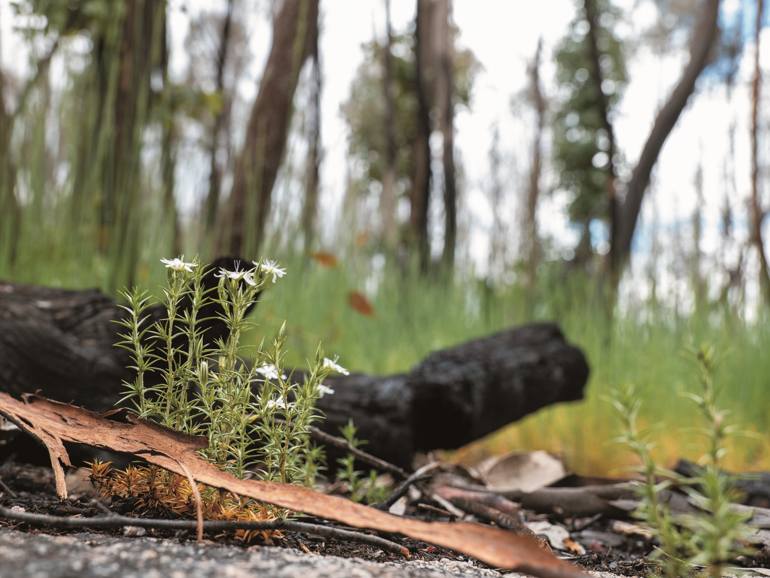 2019~2020 澳洲野火造成自然環境與人文遺產超乎想像的損失,雖然焦土上已逐漸出現生機,但復原之路仍迢迢