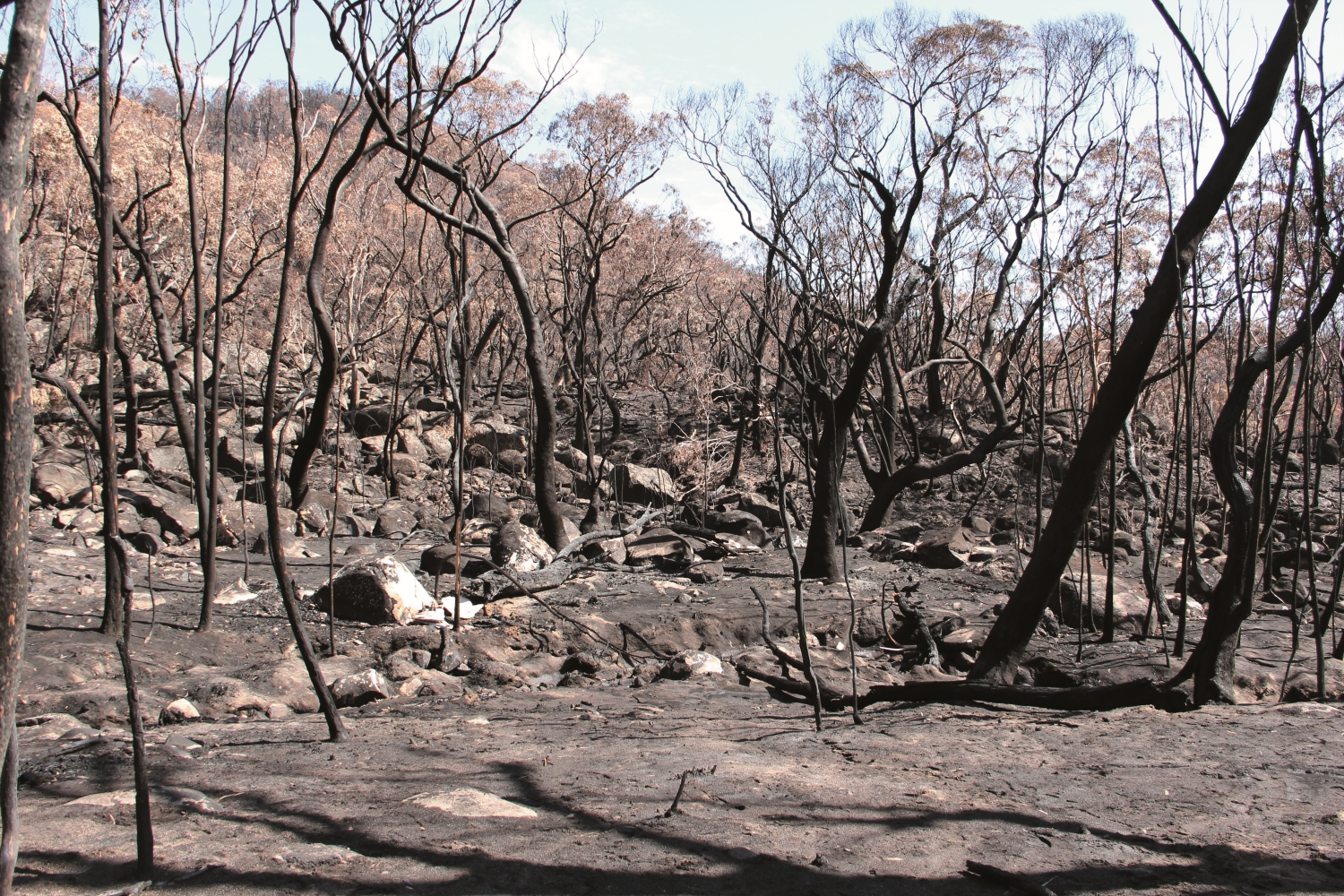 大火肆虐後,納瑪吉國家公園中近80%面積皆是這般荒蕪的地景