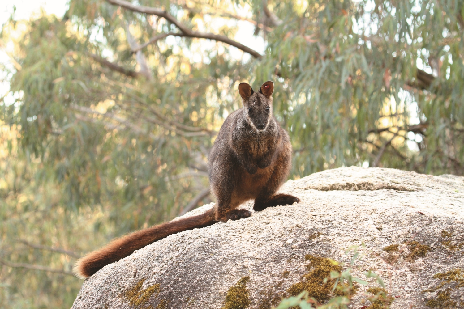 野火中逃過一劫的刷尾岩袋鼠(Brush-tailed rock-wallaby)立即遭遇糧食不足的窘境