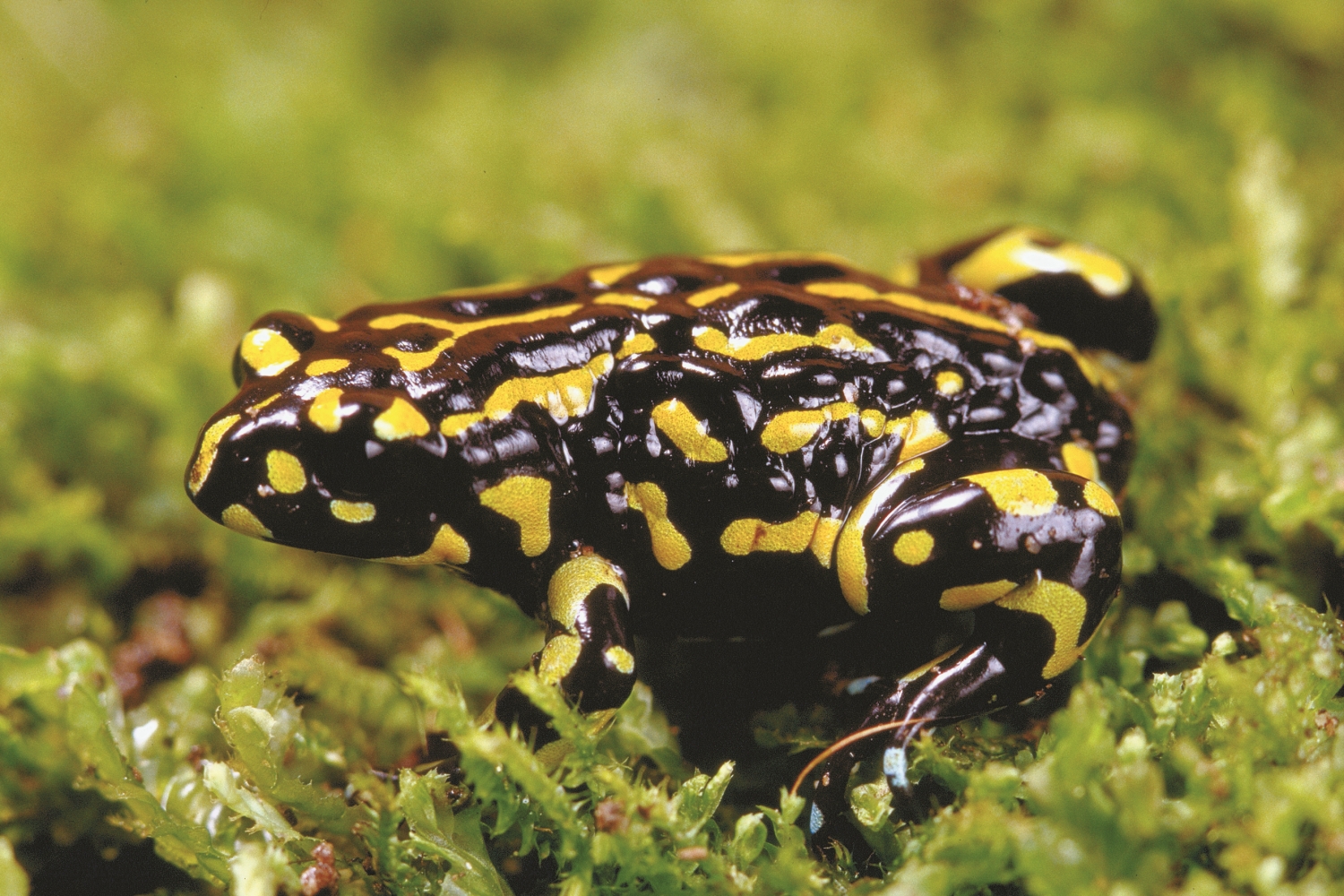 保護區中的北方夜宴蛙(Northern Corroboree Frog)在野火發生前已長年面臨滅絕危機