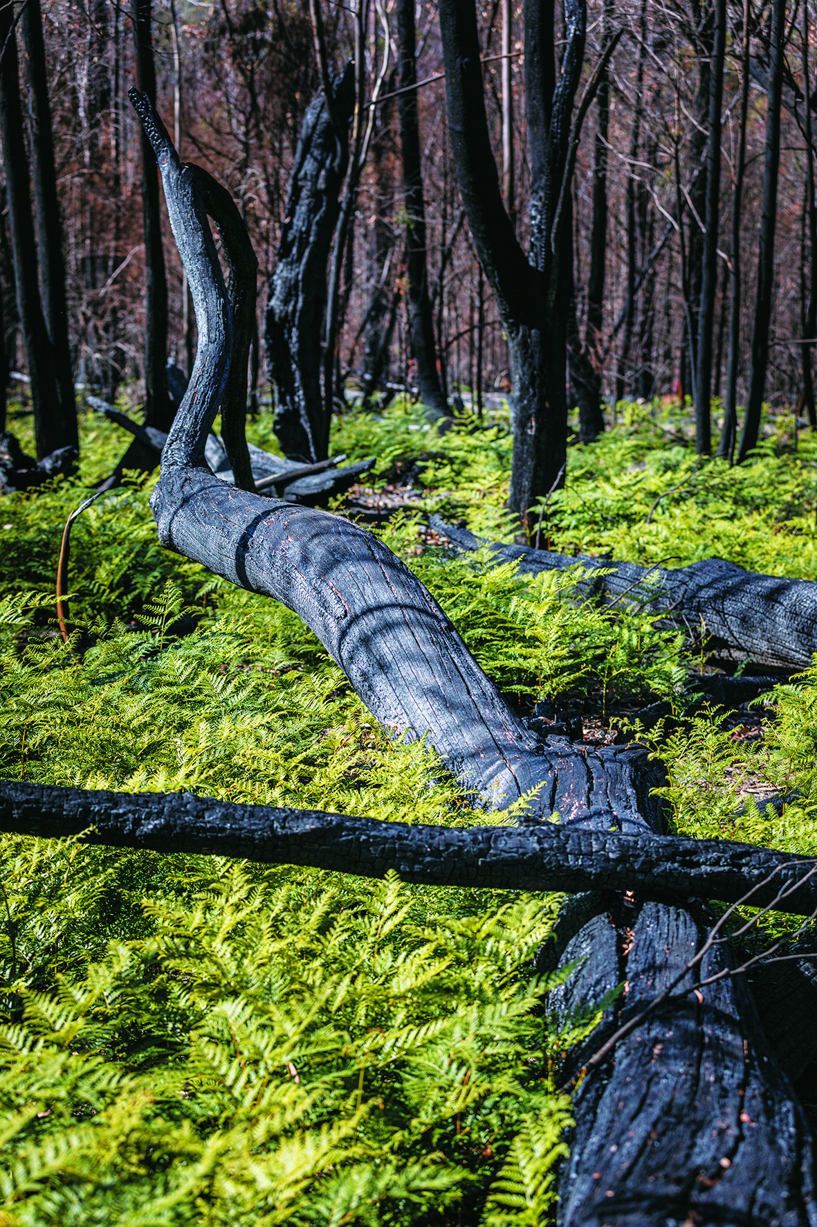 燃燒過後的大地或許總有一天能自行恢復,但持續進逼的氣候挑戰將可能讓極端野火成為常態