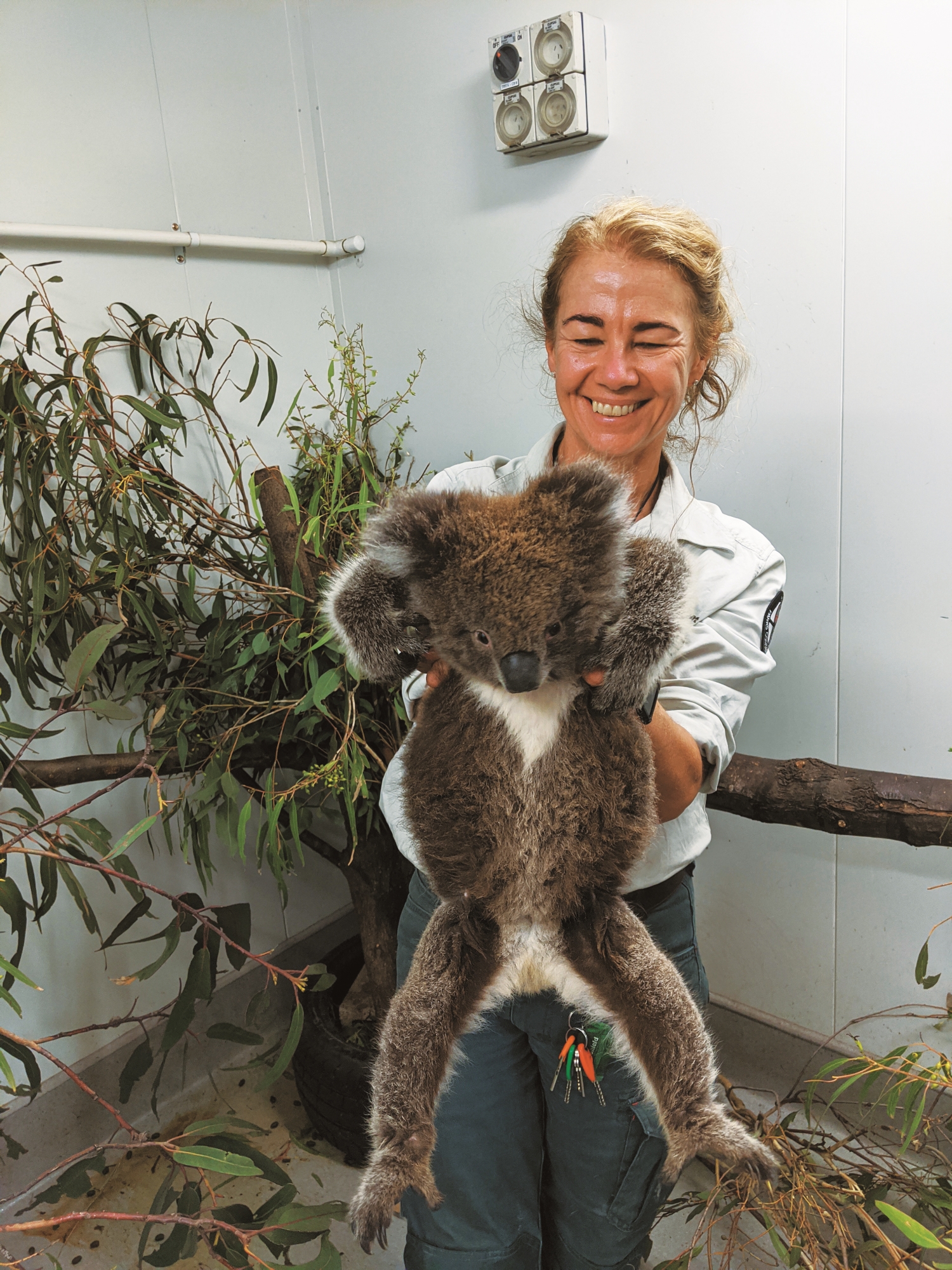 如何讓倖存的無尾熊再度回到自然環境中是澳洲保育專家們的一大挑戰