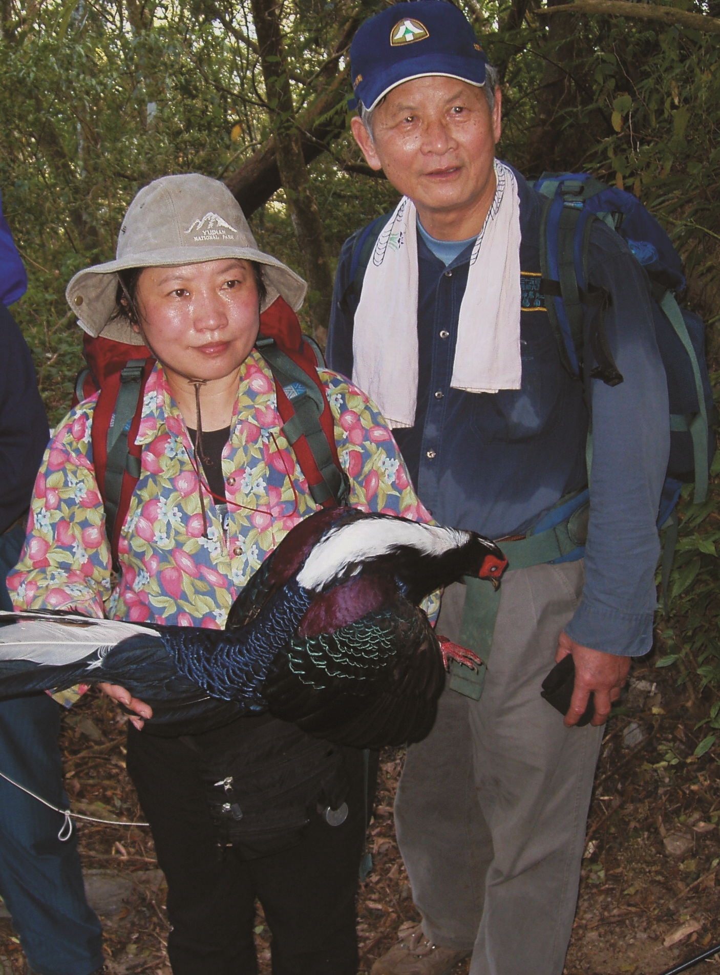 結縭數十載的徐如林和楊南郡,是臺灣古道界的神鵰俠侶,在一次踏查中,從陷阱裡拯救出一隻藍腹鷴/徐如林 提供