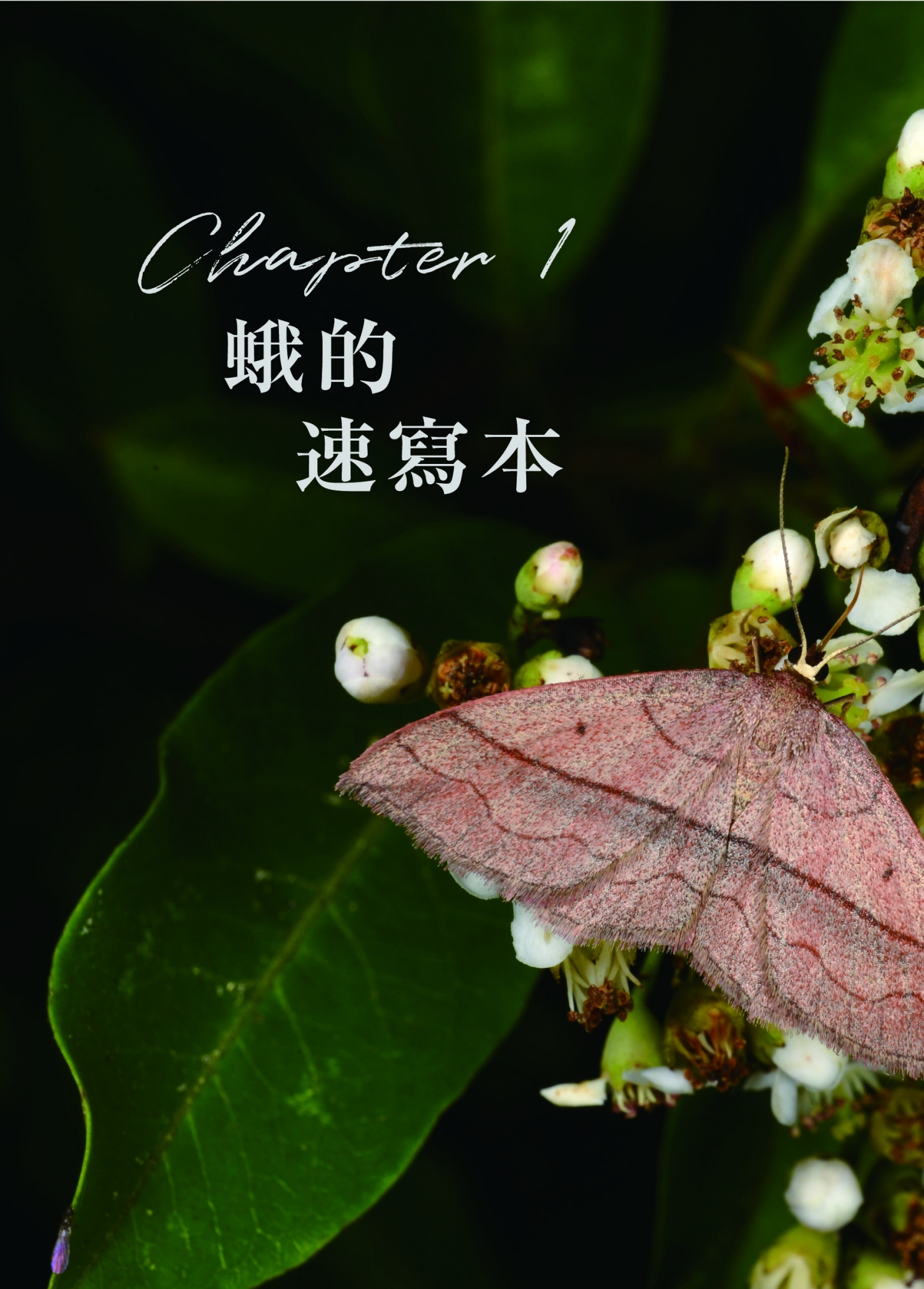 春夜,一隻吸食玉山假沙梨花蜜的白頂姬尺蛾。