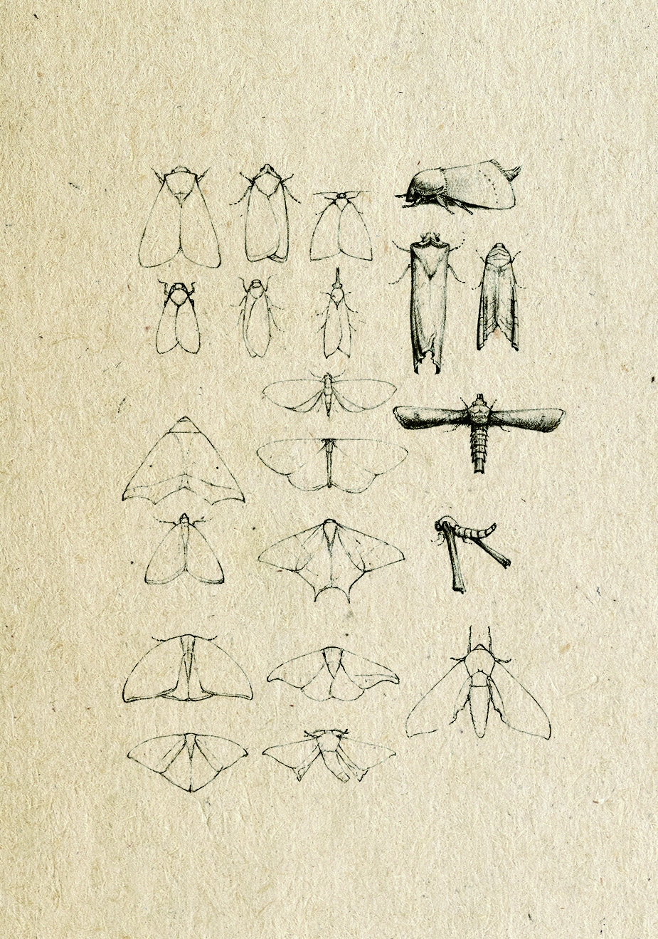 蛾類停棲時翅膀的姿態是重要的觀察項目
