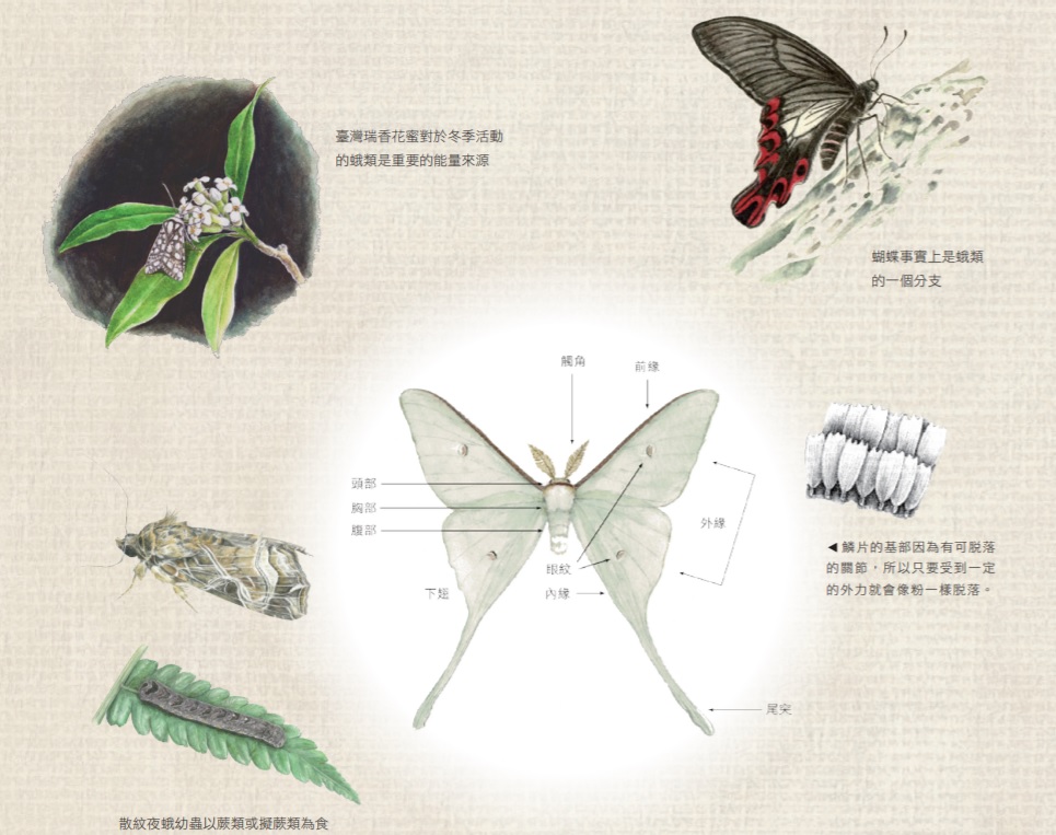 蛾的基本資料圖示