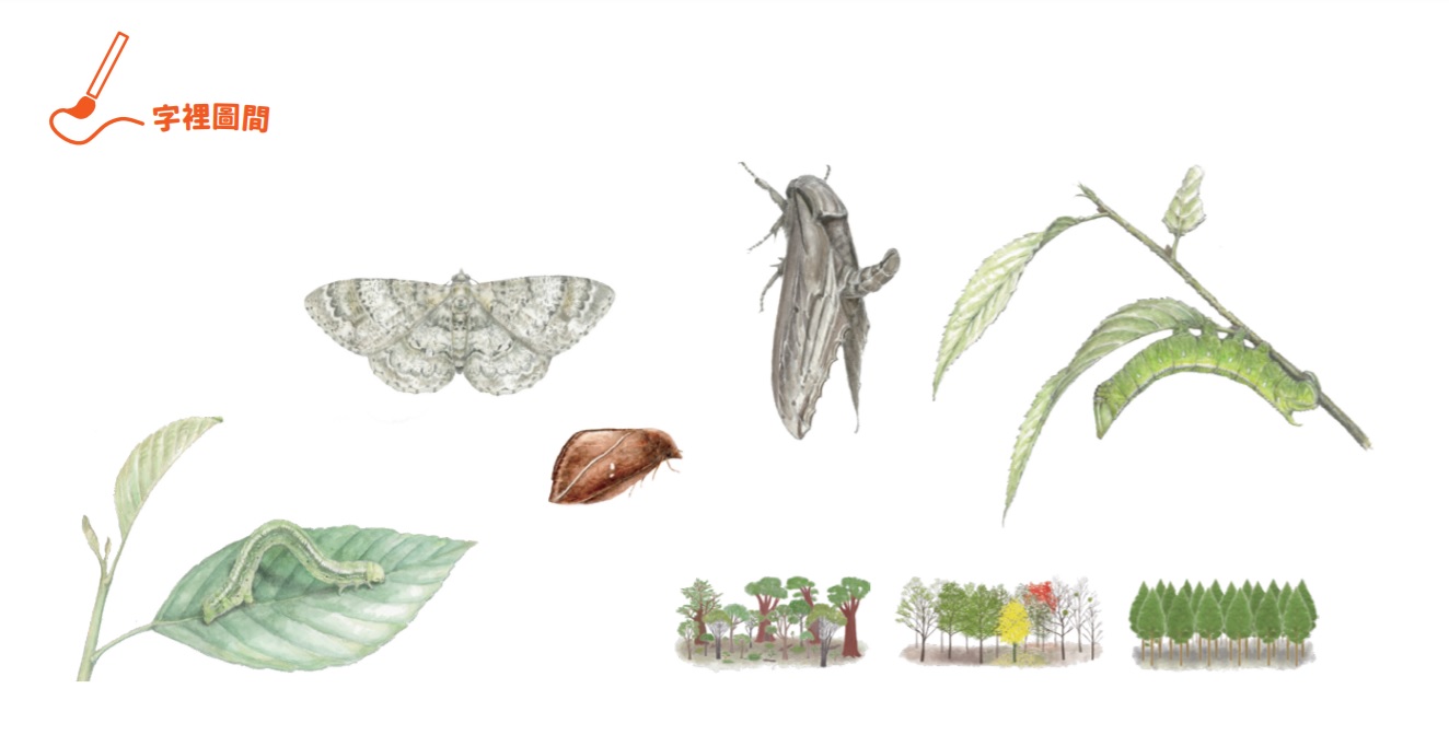 幼蟲蛻變為蛾及各類森林圖示