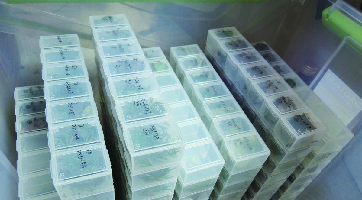 蛾類幼蟲的大量飼養觀察