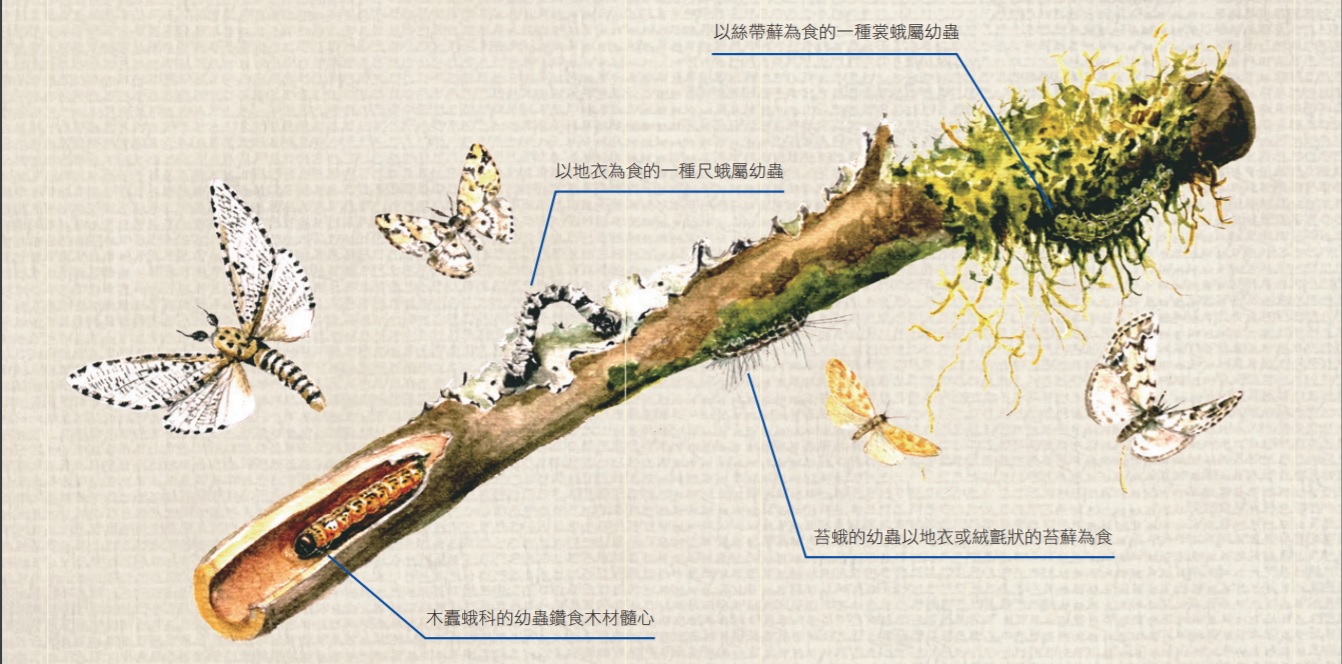 蛾之幼蟲以苔蘚、木材髓心為食