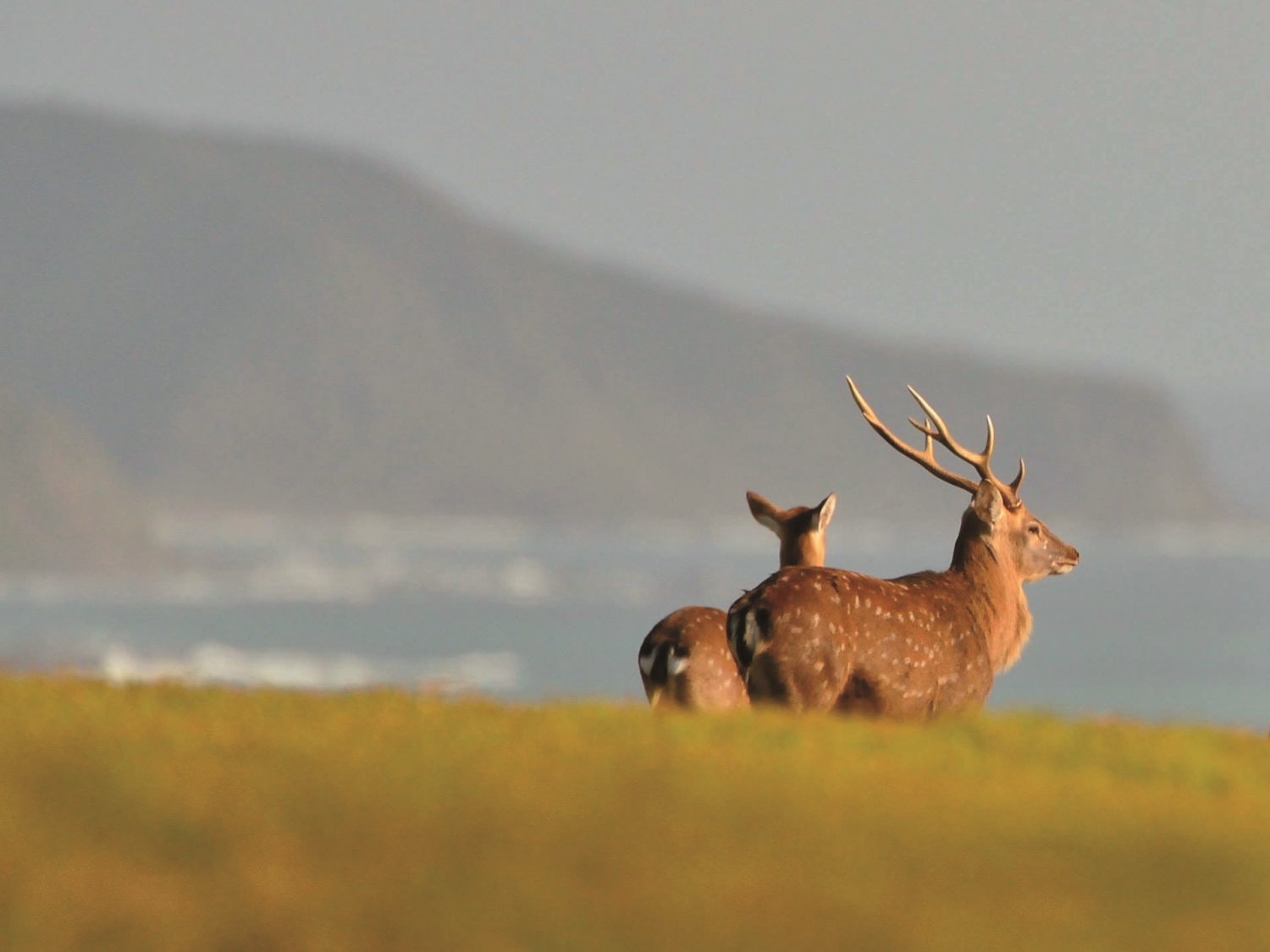 鹿境循跡縱山林