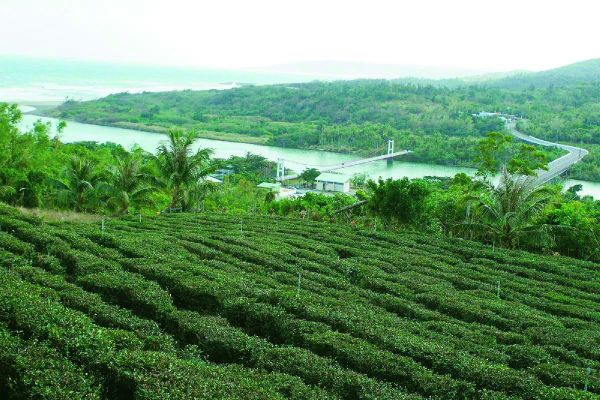 港口茶香沁海霧