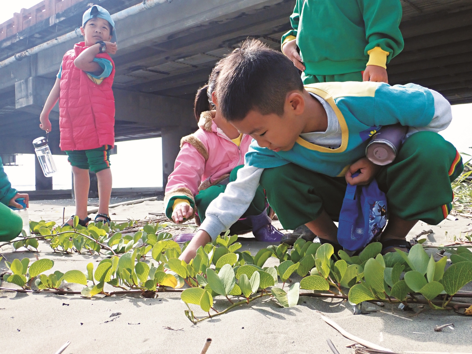 學童正在辨識海岸沙地上的馬鞍藤／台管處 提供