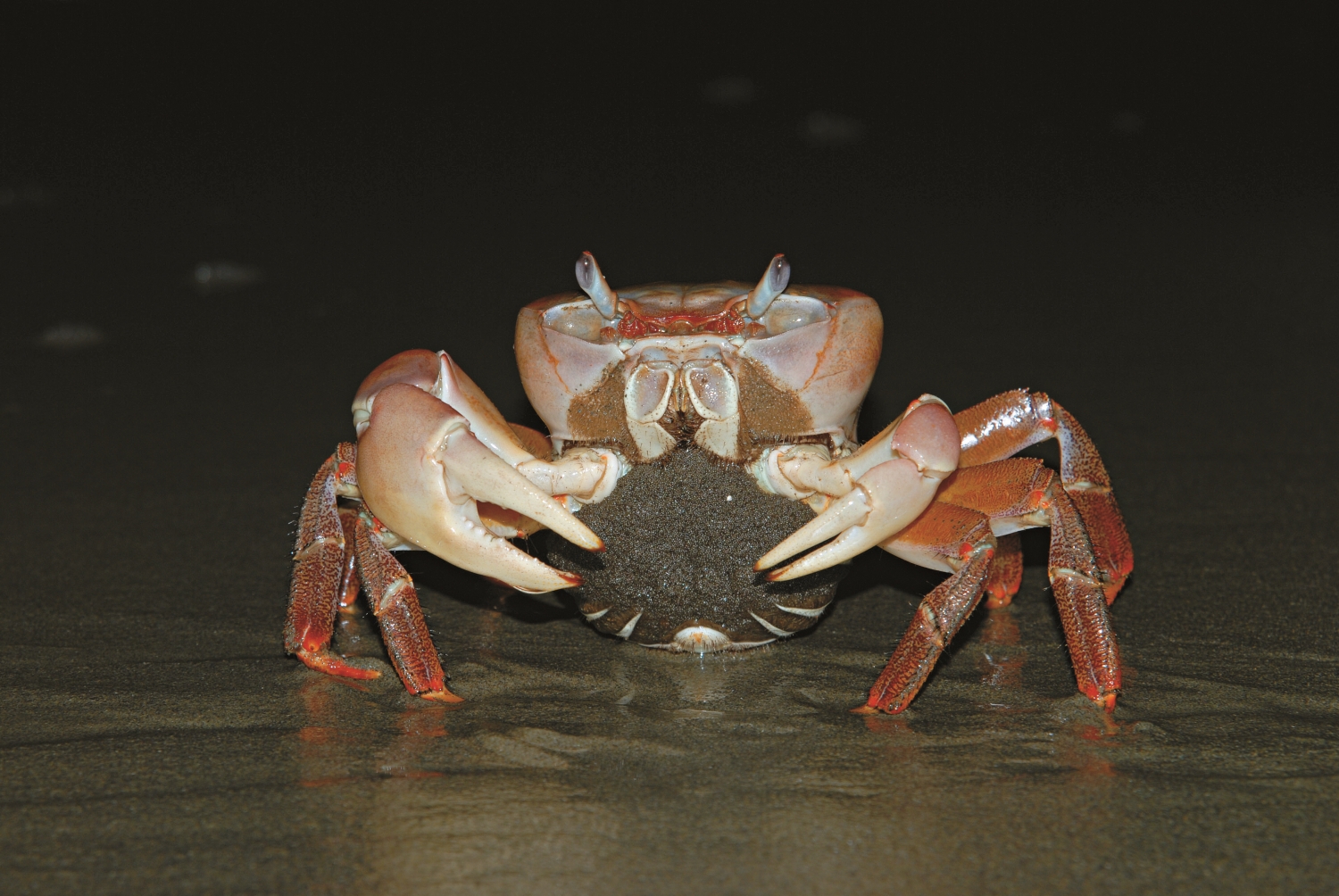 抱卵的凶狠圓軸蟹／台管處 提供（李榮祥 攝）