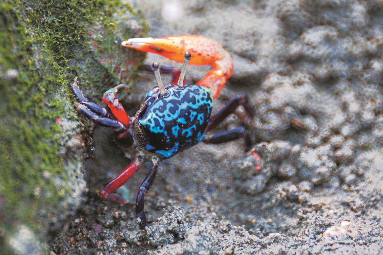 色彩鮮艷的四角招潮蟹／台管處 提供（陳正竹 攝）