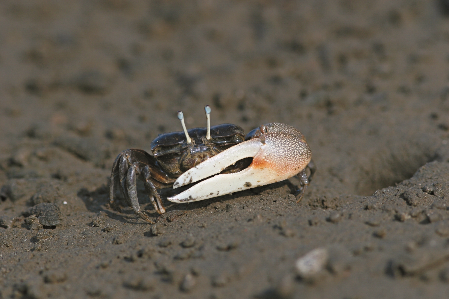 臺灣招潮蟹／台管處 提供（張國樑 攝）