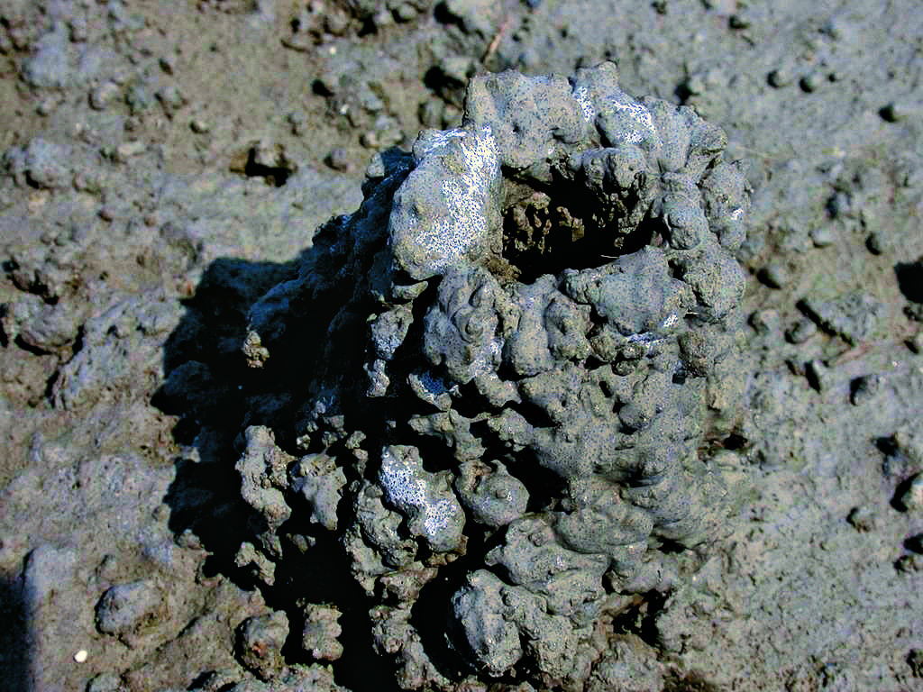 臺灣招潮蟹的洞穴／台管處 提供（黃嘉隆 攝）