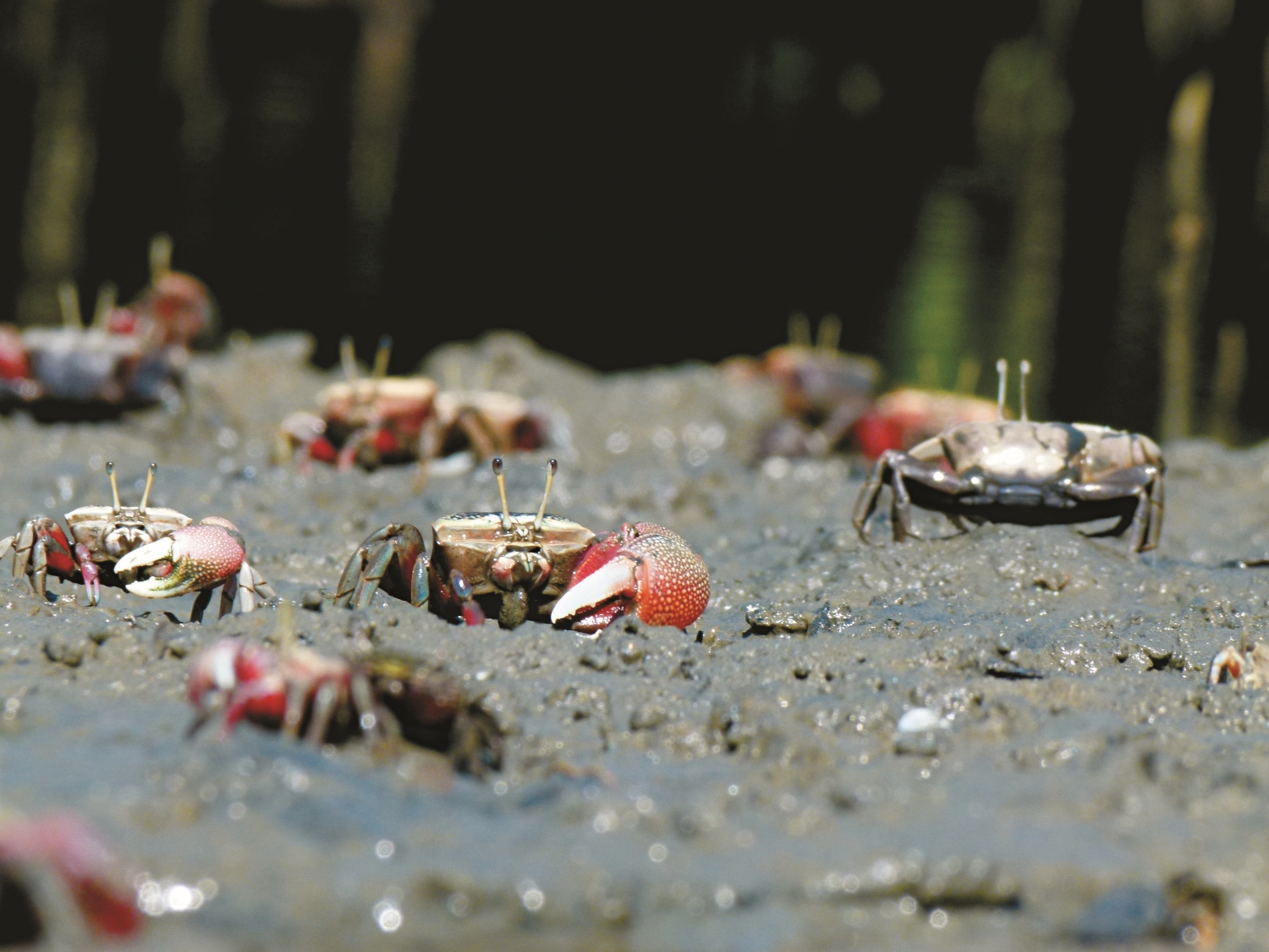 退潮後湧出的招潮蟹大軍是台江的吸睛亮點／台管處 提供（黃民雄 攝）