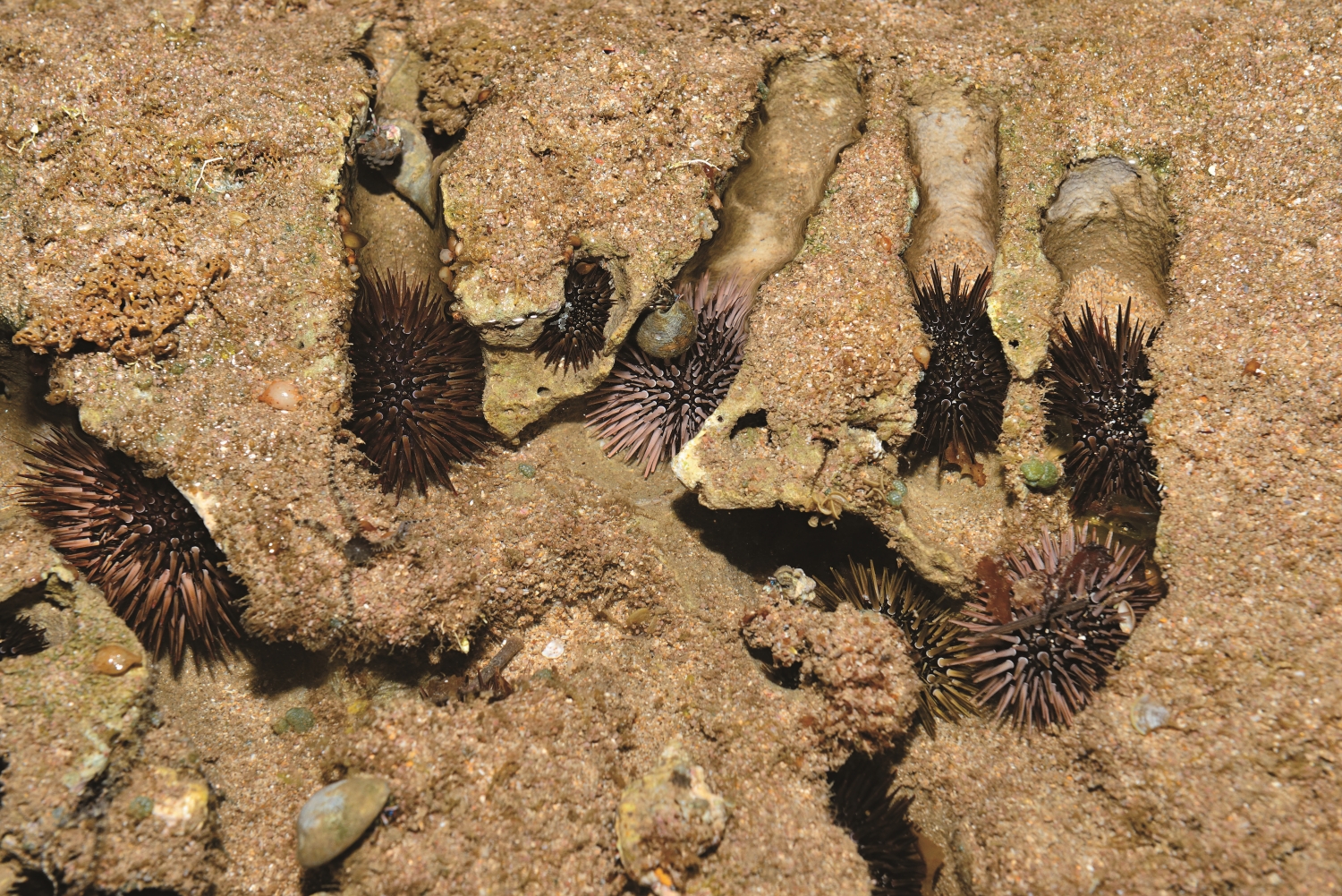 梅氏長海膽喜歡鑿洞而居／陳忠能 攝