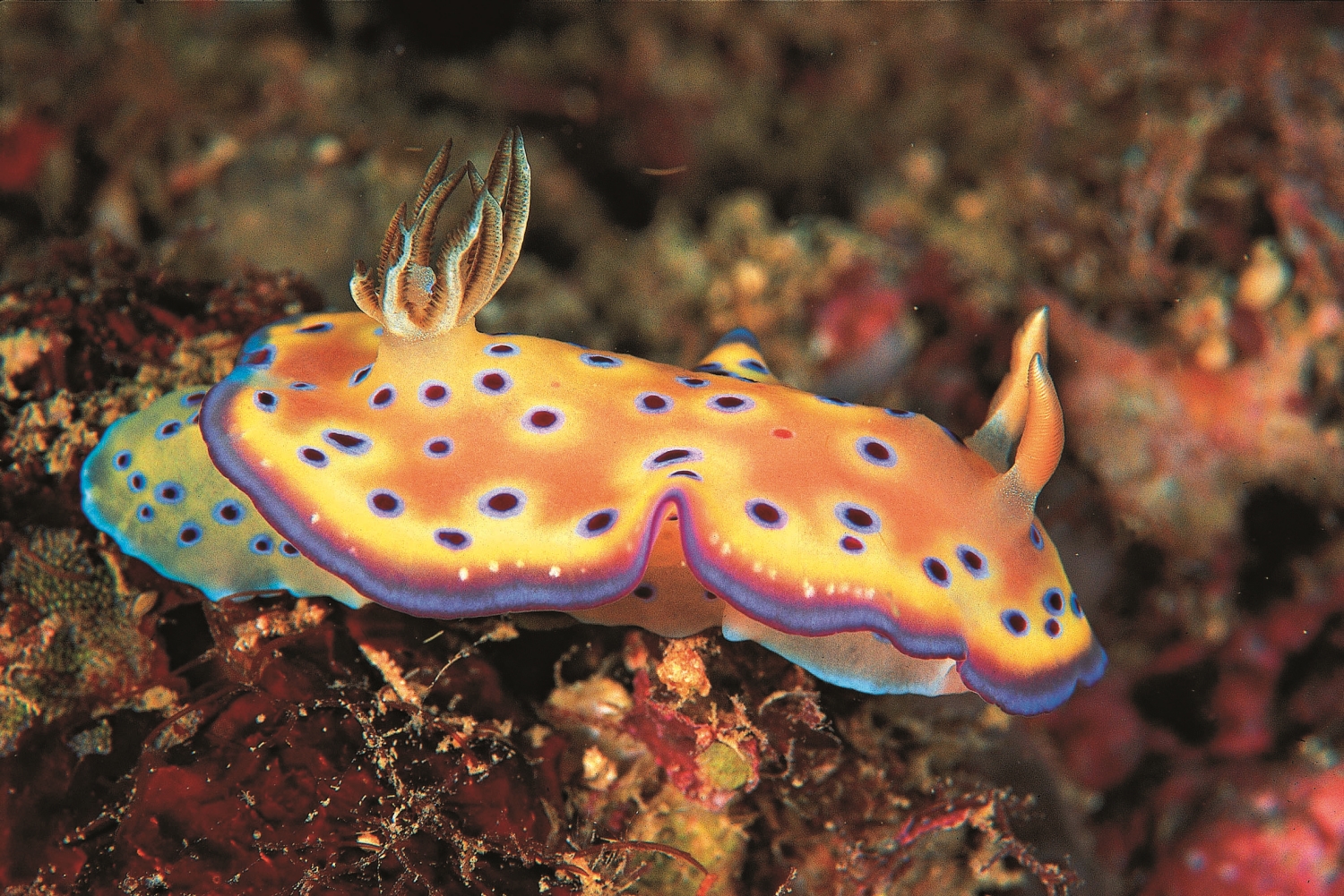 海蛞蝓/墾管處 提供