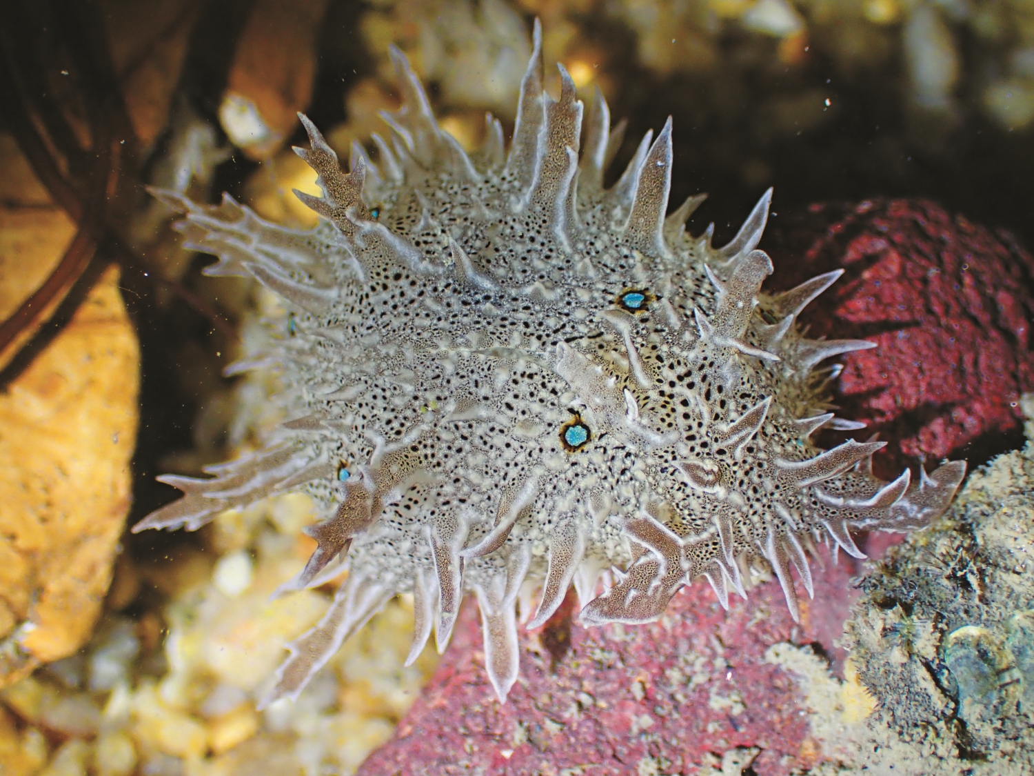 海麒麟/金管處 提供