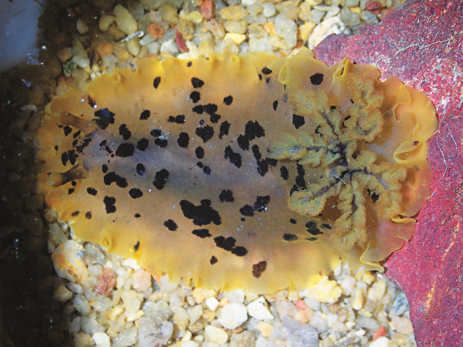 海牛/金管處 提供