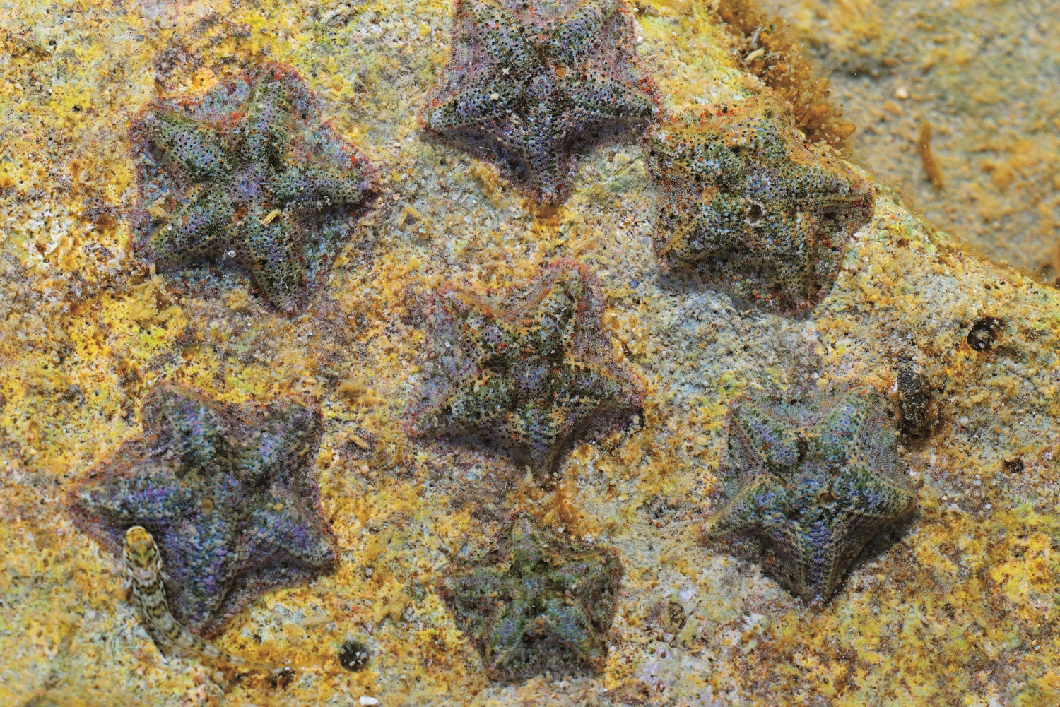 海燕/陳忠能 攝