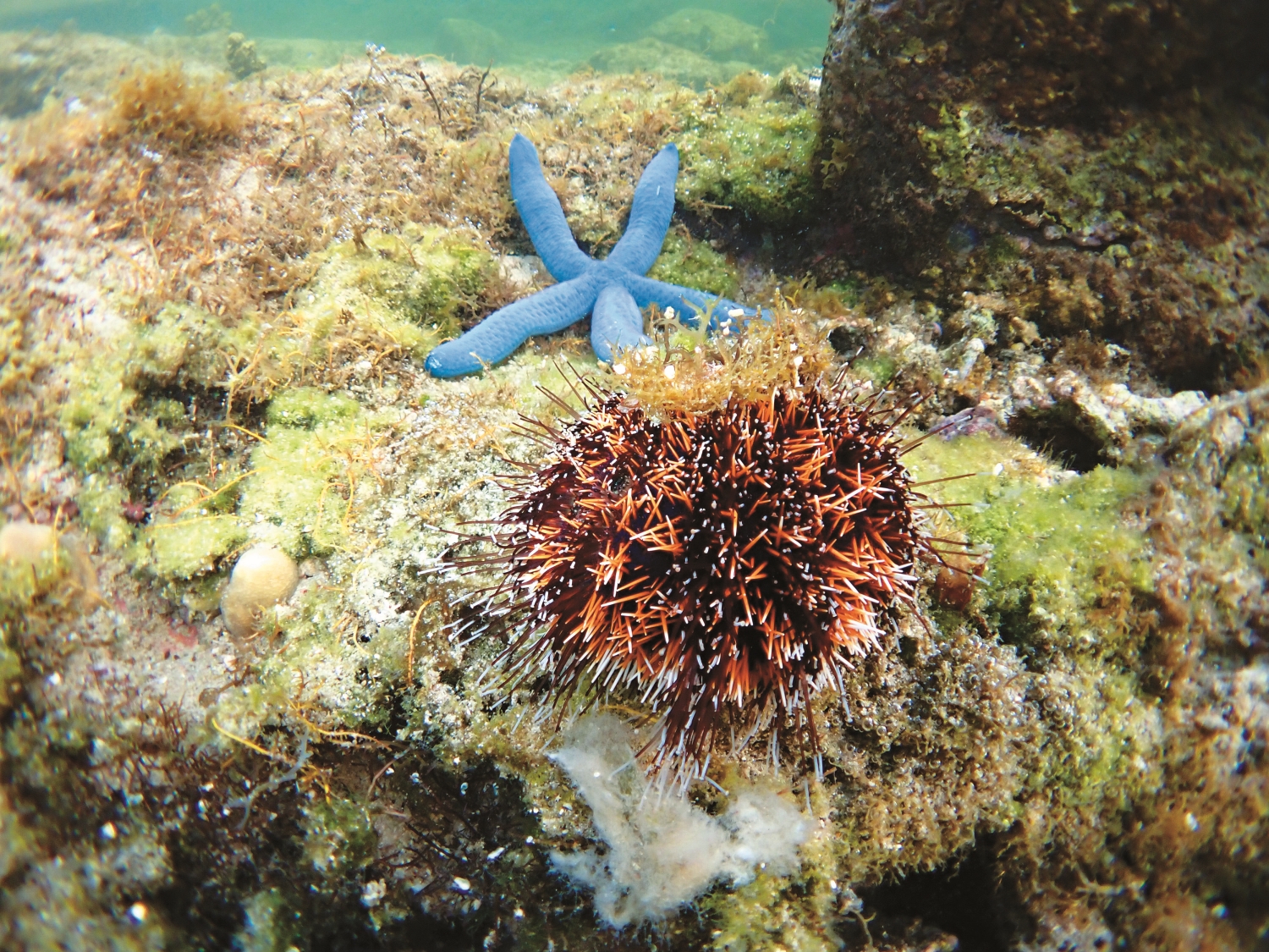 前：海膽 後：海星 /陳忠能 攝