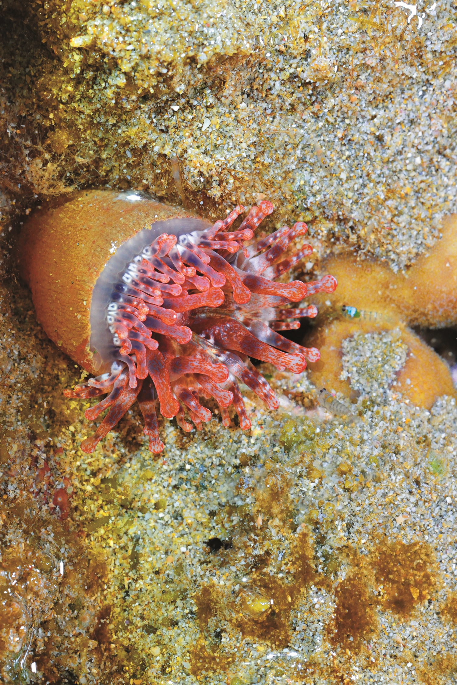 海參/ 陳忠能 攝