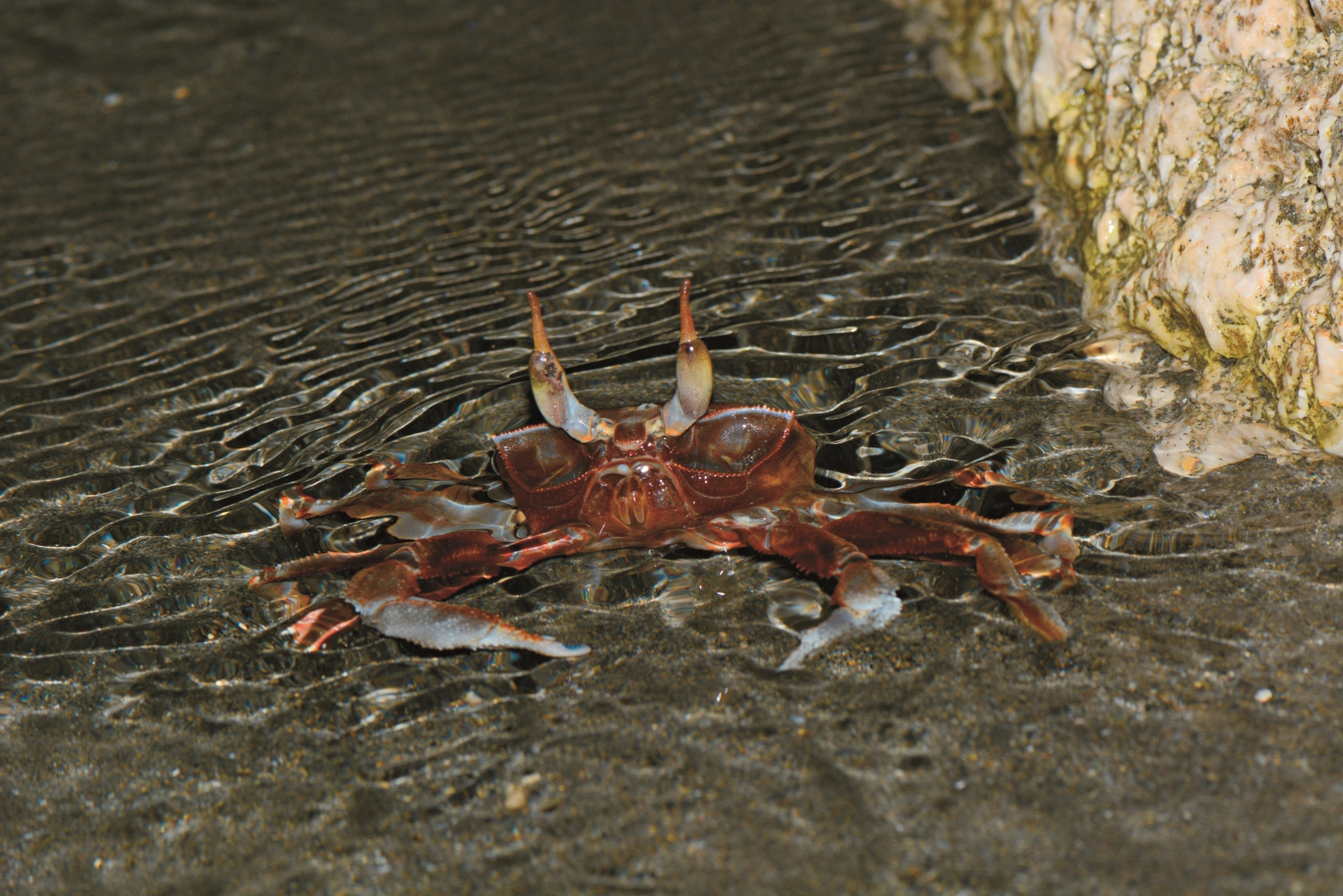 角眼沙蟹／自管處 提供（許書國 攝）