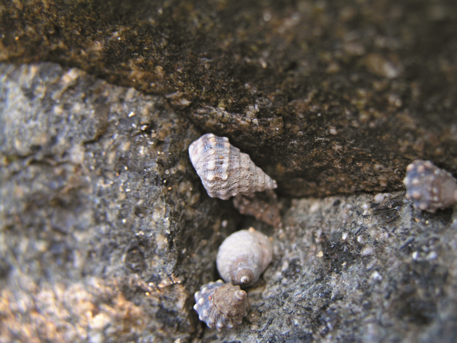 玉黍螺／邱郁文 提供