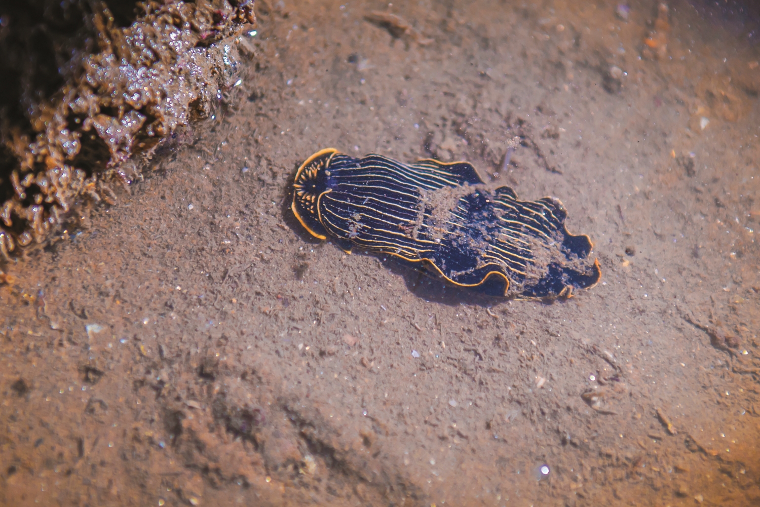 狹長片鰓海蛞蝓／金管處 提供