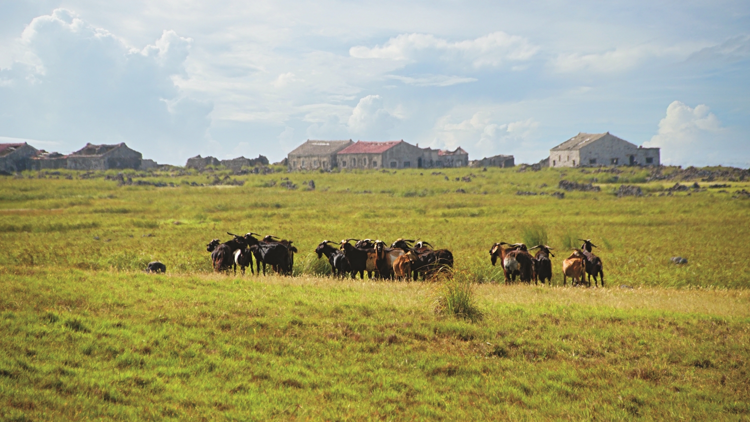 西吉嶼遷村後,留下羊群在此處繁衍