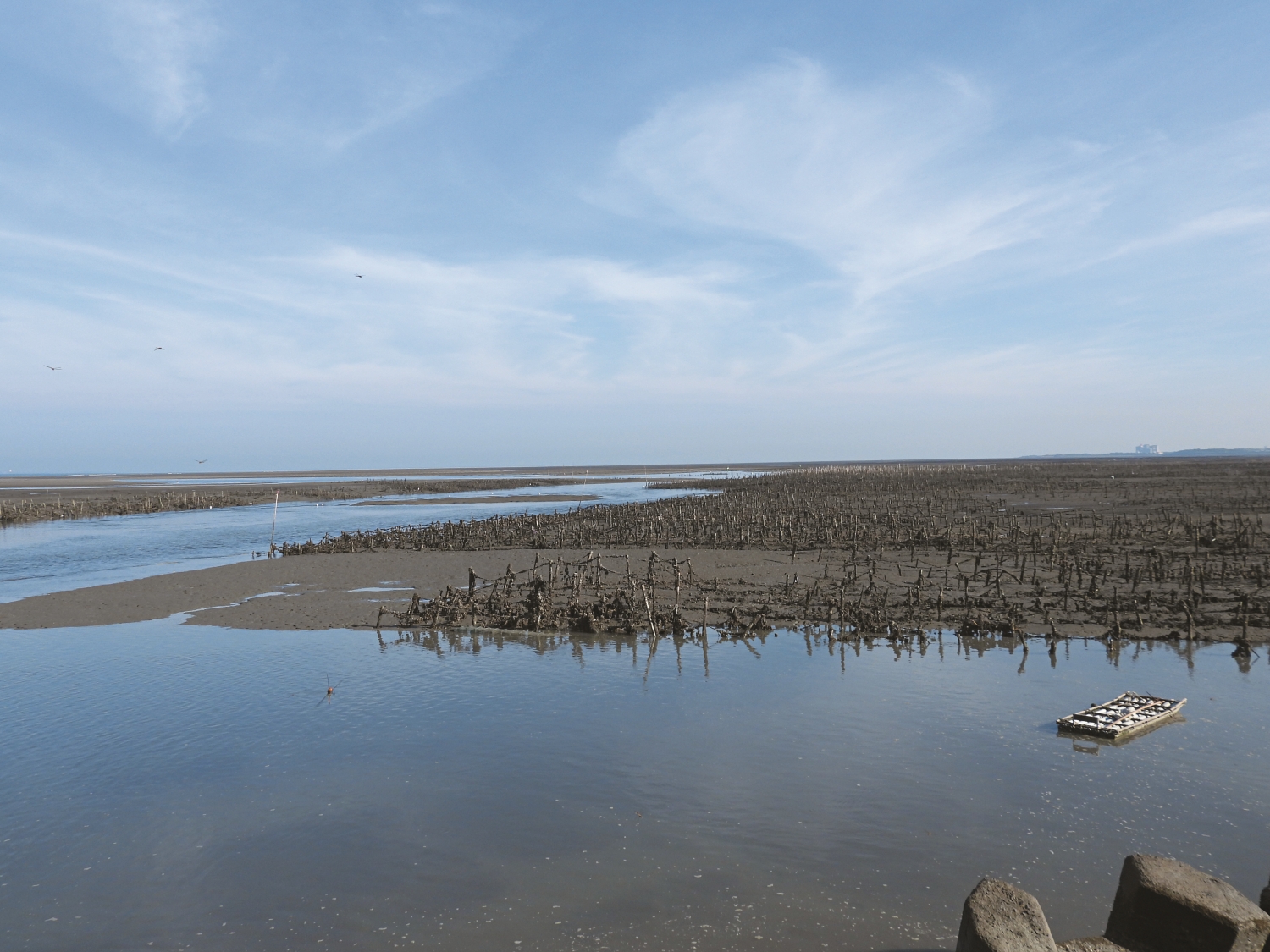 香山蚵田／張登凱 提供