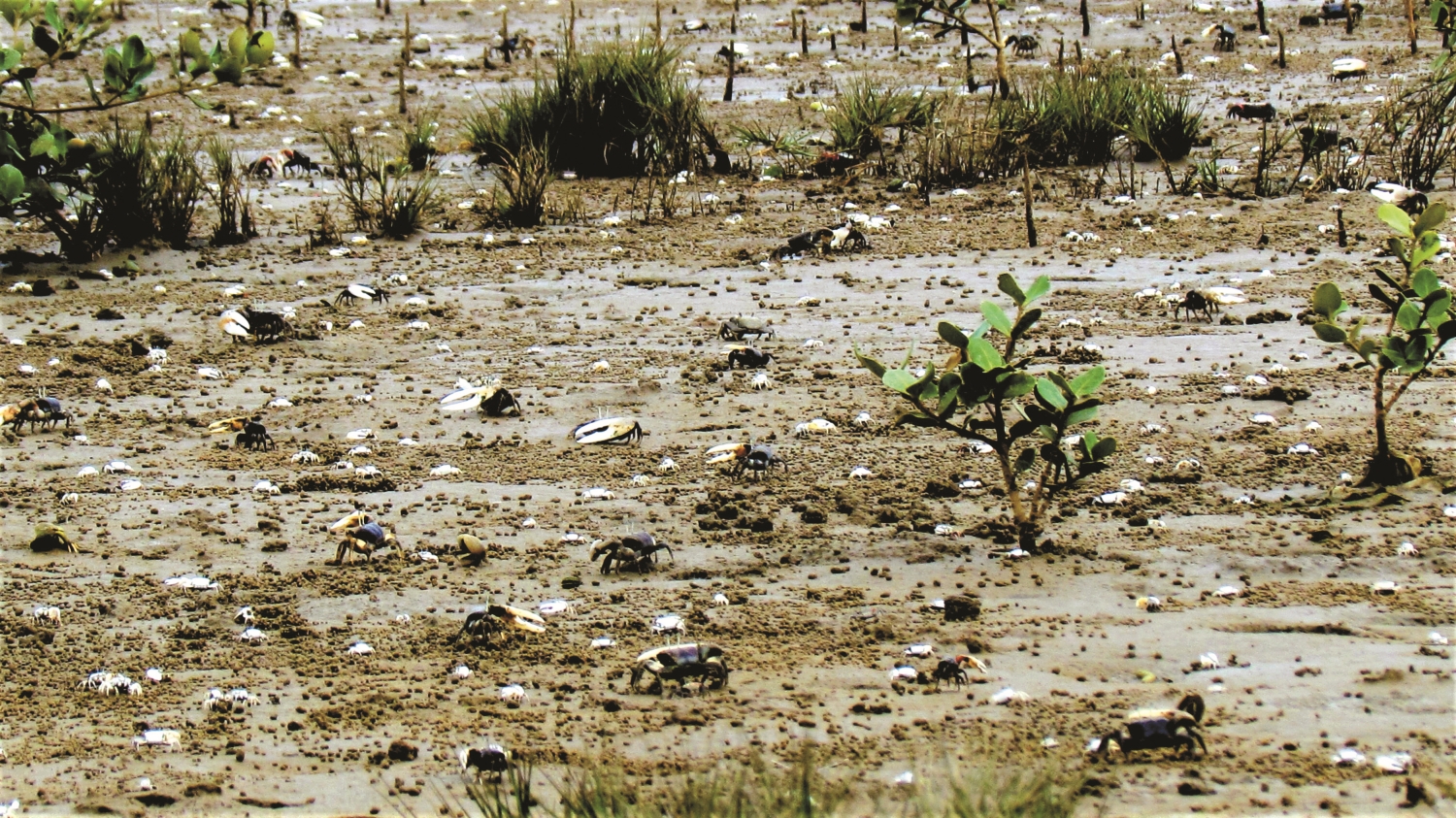 臺灣招潮蟹棲地／張登凱 提供