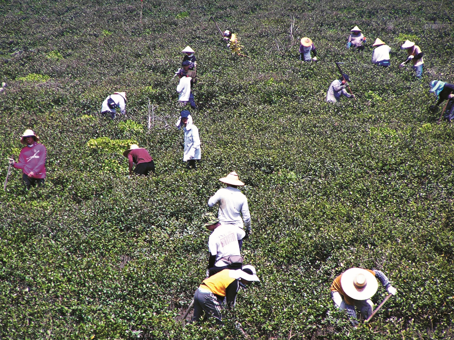 紅樹林疏伐實況／張登凱 提供