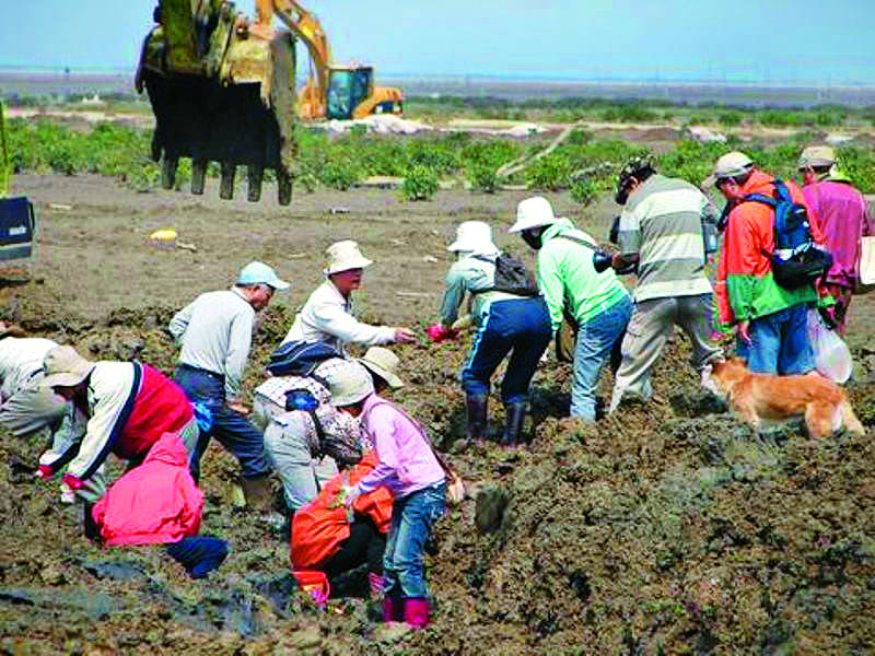 2006 年搶救臺灣招潮蟹行動／張登凱 提供