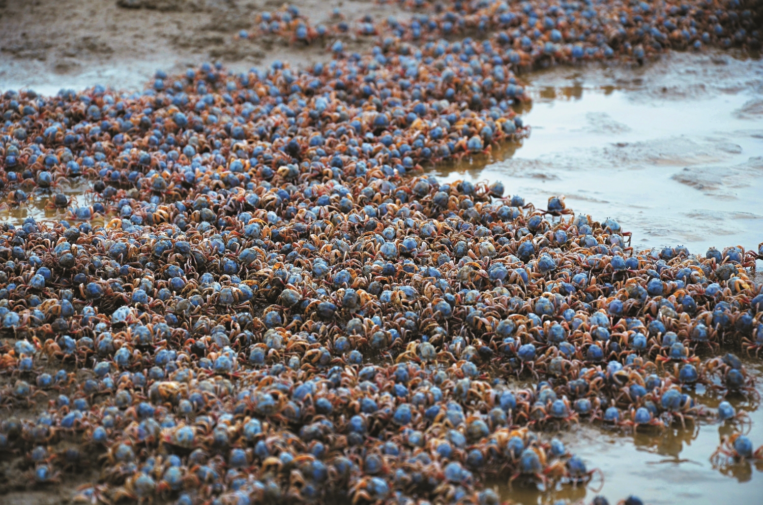 香山濕地上數量眾多的和尚蟹／張登凱 提供