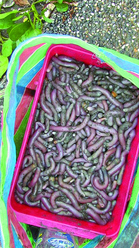 方格星蟲／張登凱 提供