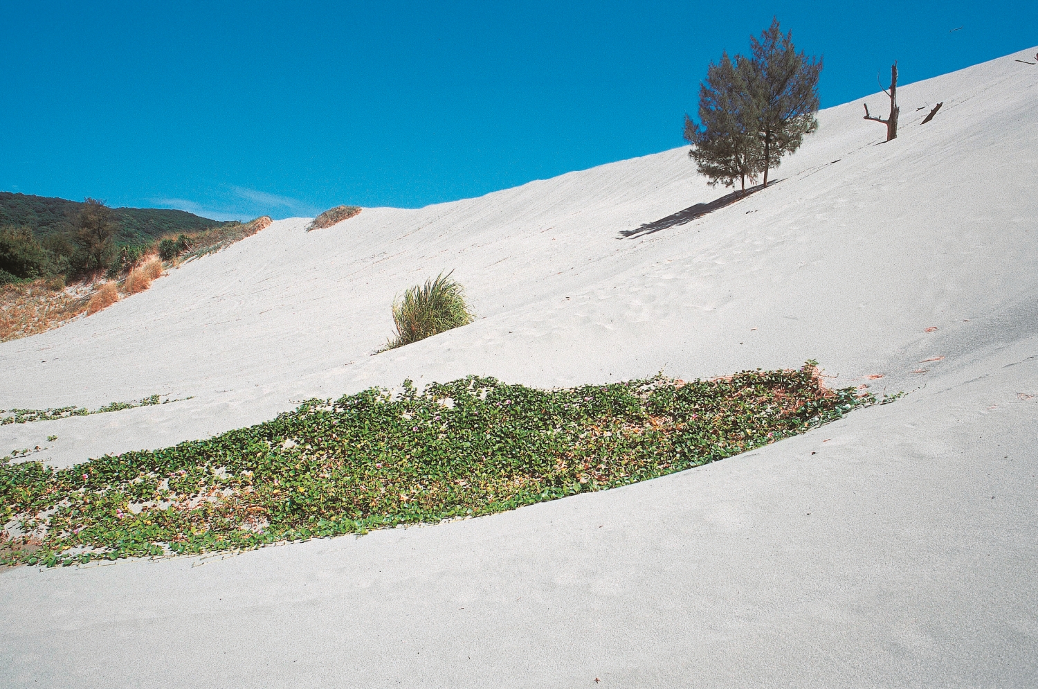 隨風揚起又隨重力滾落的細緻白沙，從視、聽、觸覺提供不同於海洋的療癒效果／墾管處 提供