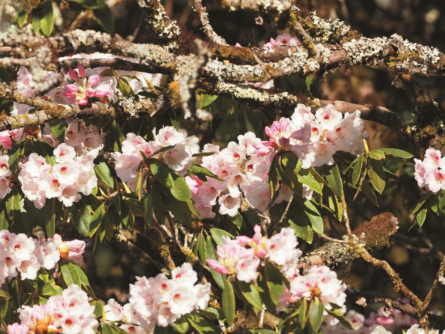 高山杜鵑／印莉敏 攝