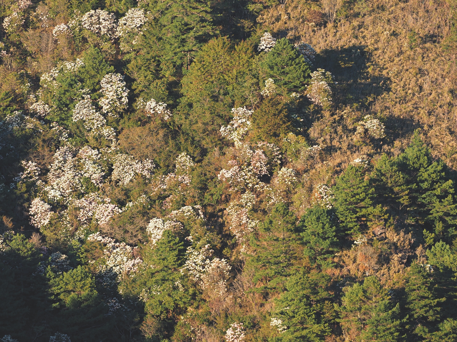 滿山盛開的杜鵑花背後，是乾旱中迸發的生命力／印莉敏 攝