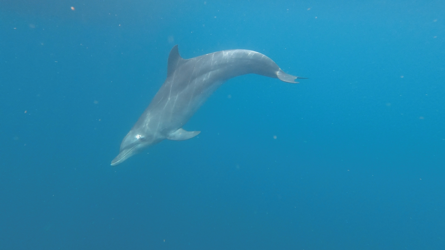 一個標本,都曾經是在海中自在悠游的身影/陳正光 攝