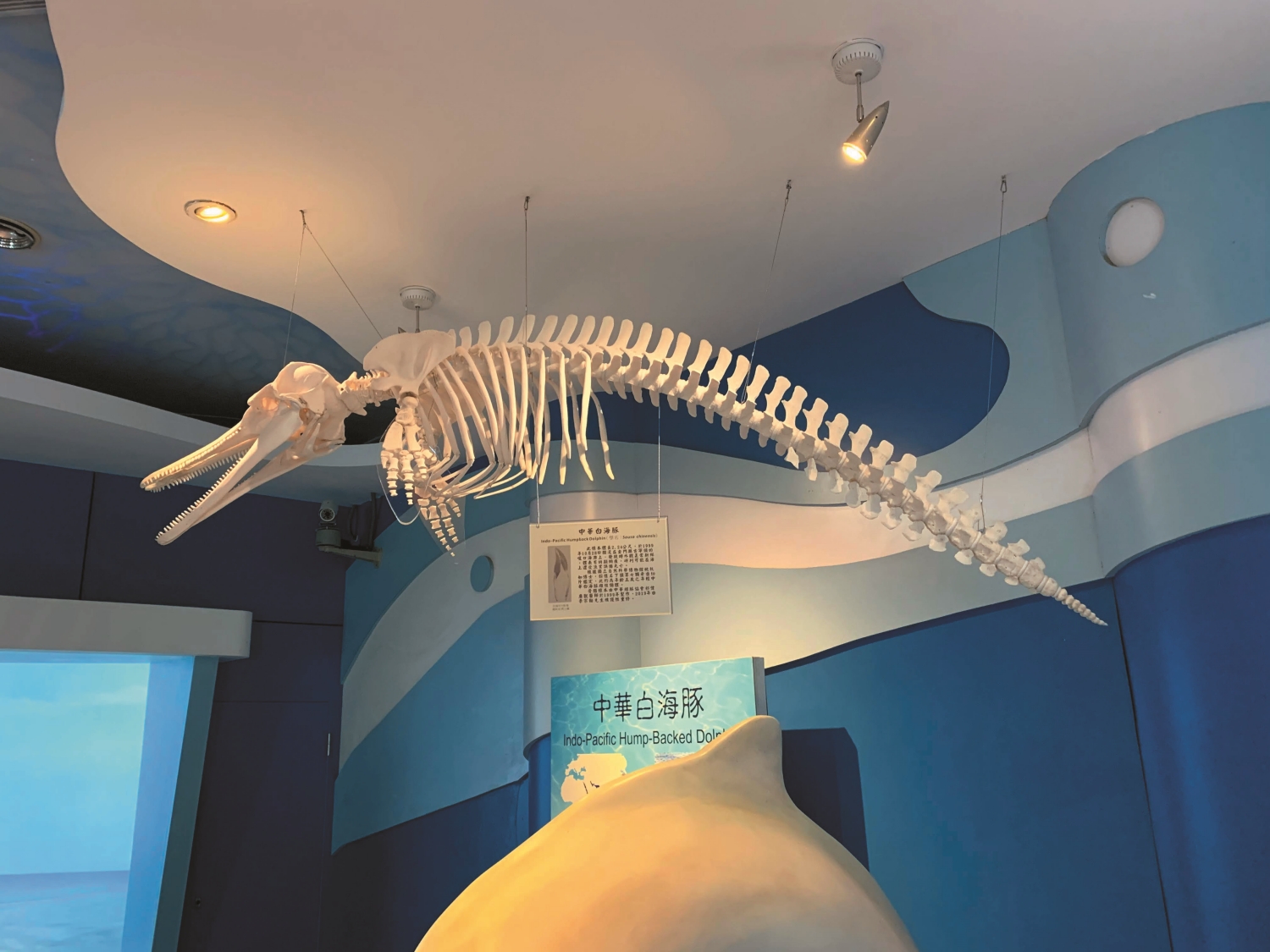 金門國家公園雙鯉濕地展示館裡的中華白海豚標本/李宗翰 提供