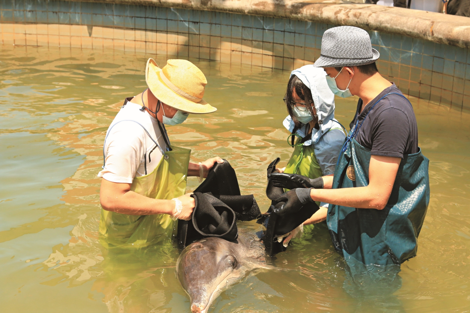 宜蘭糙齒海豚「蘭寶」救援任務/李宗翰 提供