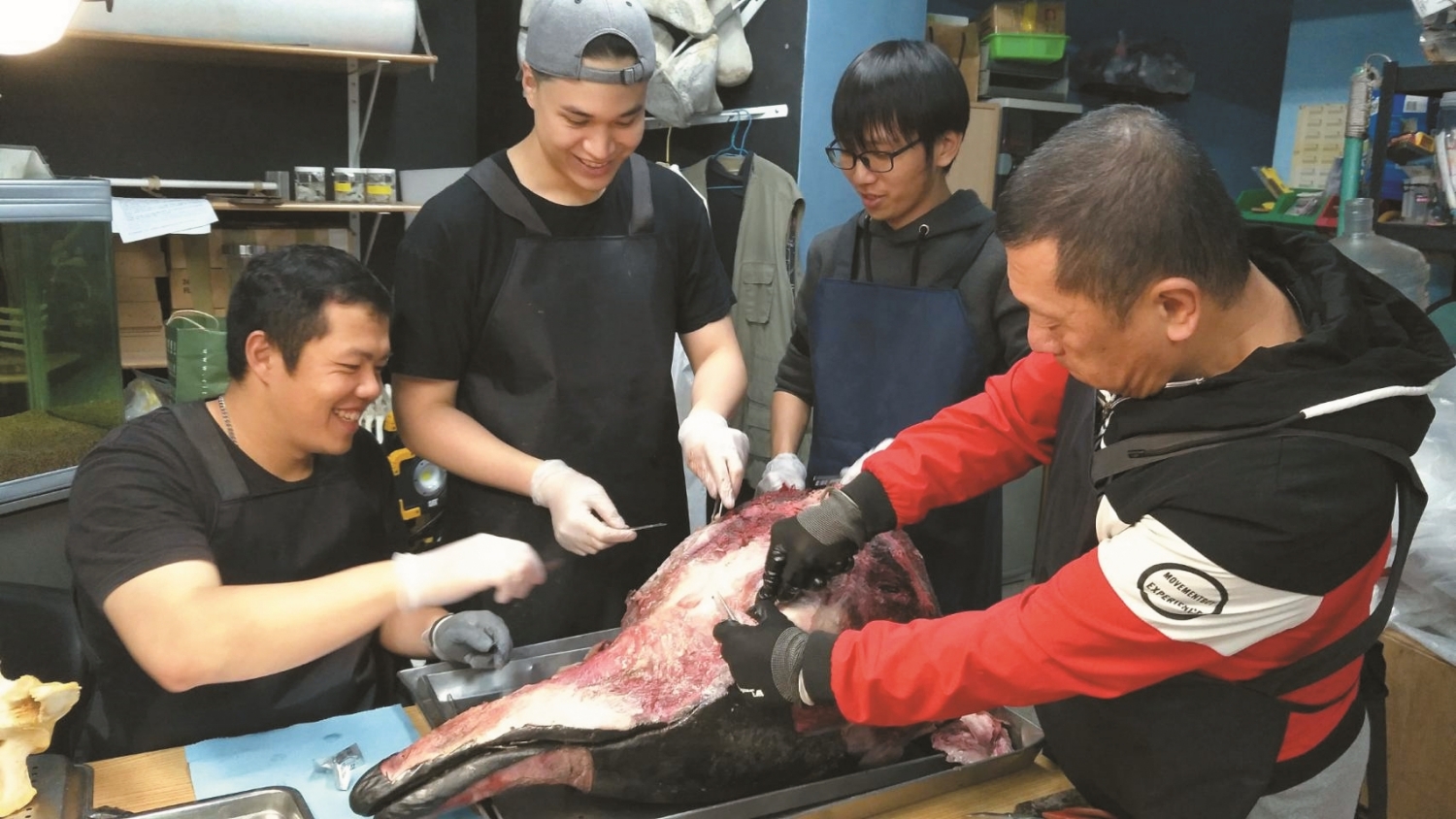 製作鯨豚標本並不容易,「骨肉分離」開始就是大工程/李宗翰 提供