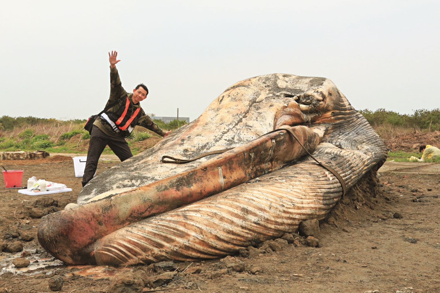 185公分高的人站在藍鯨遺體旁邊也顯得迷你/李宗翰 提供