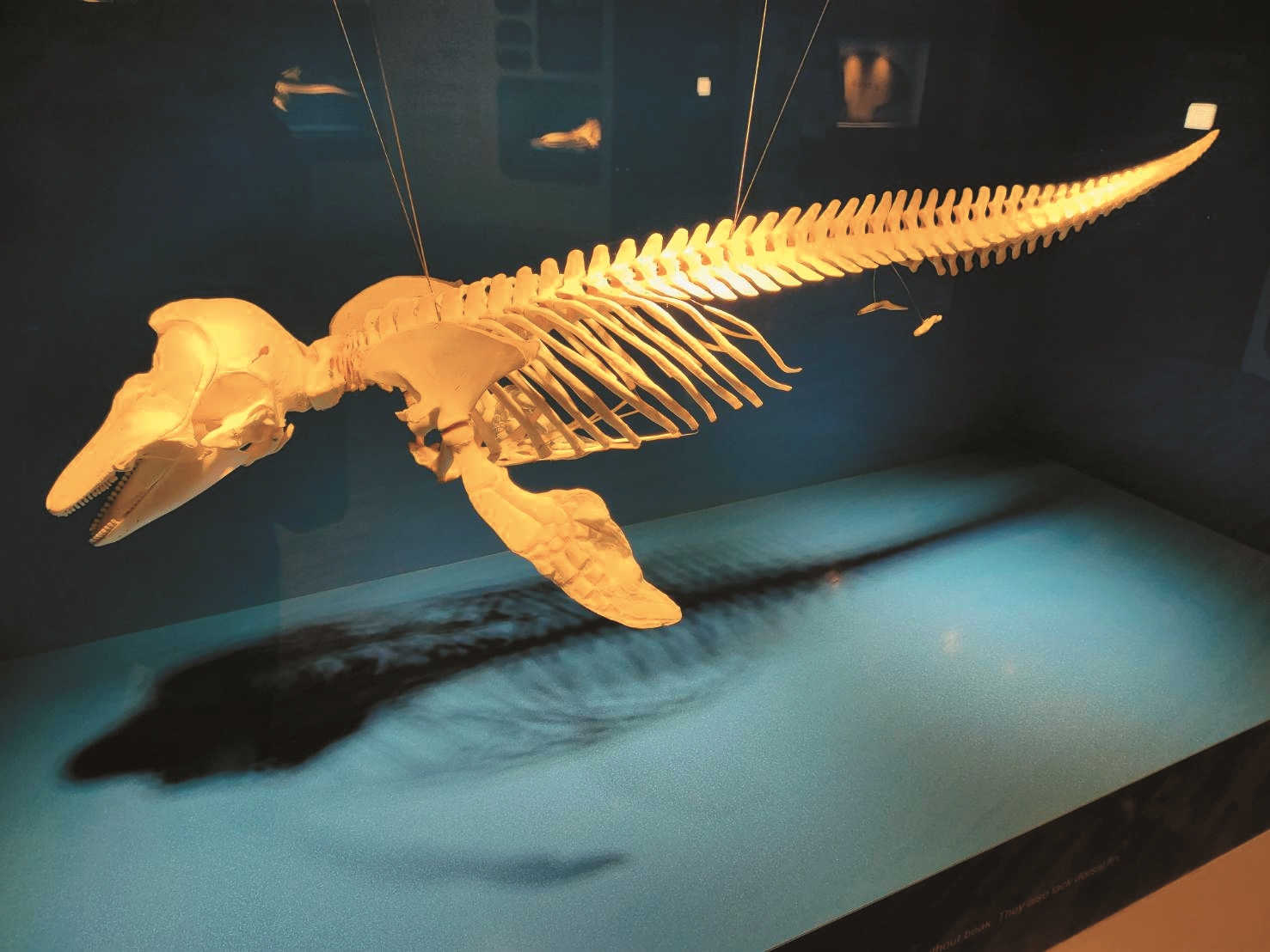 保留全身軟組織的露脊鼠海豚幼體骨骼標本/李宗翰 提供